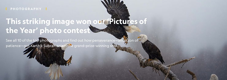 Local bald eagles pictured in National Geographic’s Photo of the Year